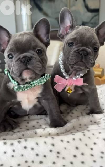 Beautiful French Bulldog Blue Coat Puppies/ dog كلاب
