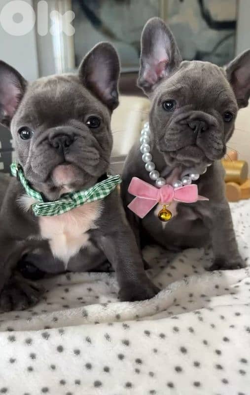 Beautiful French Bulldog Blue Coat Puppies/ dog كلاب 0