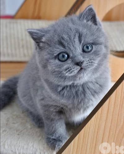 britsh and scottish pure 70485808