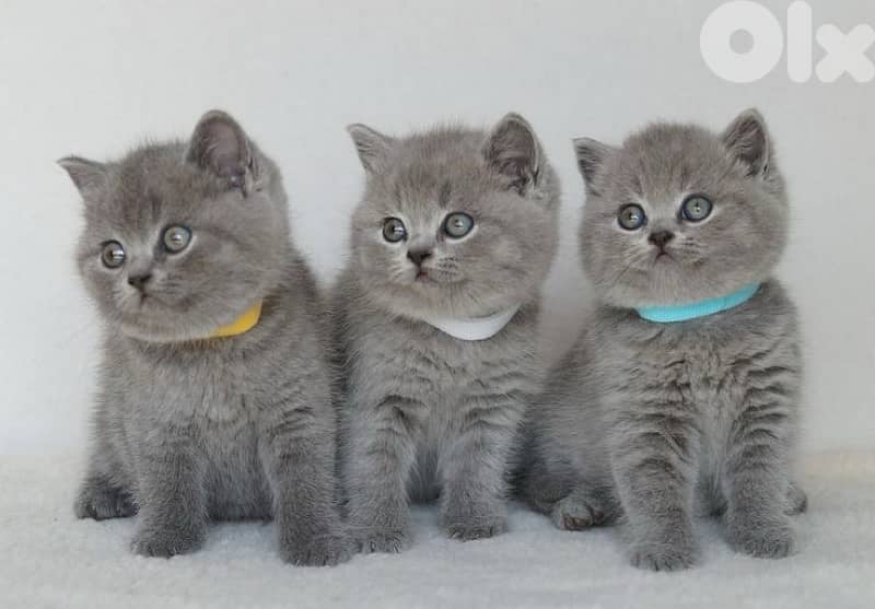 britsh and scottish pure 70485808 1