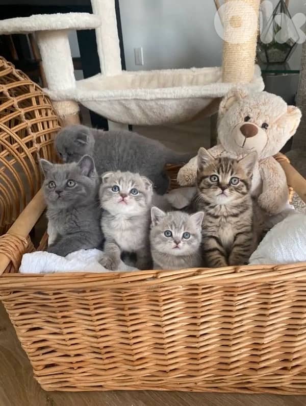 britsh and scottish pure 70485808 3