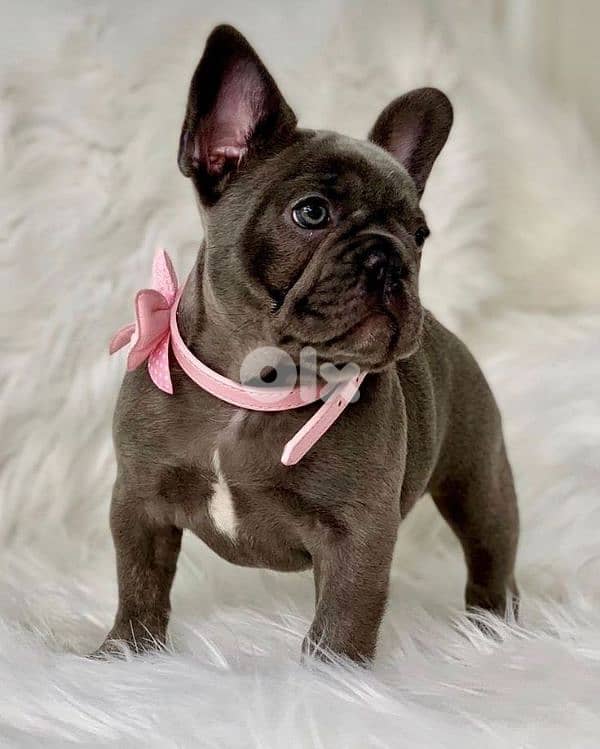 French Bulldog Blue Coat Puppies in store/ dog كلاب 0