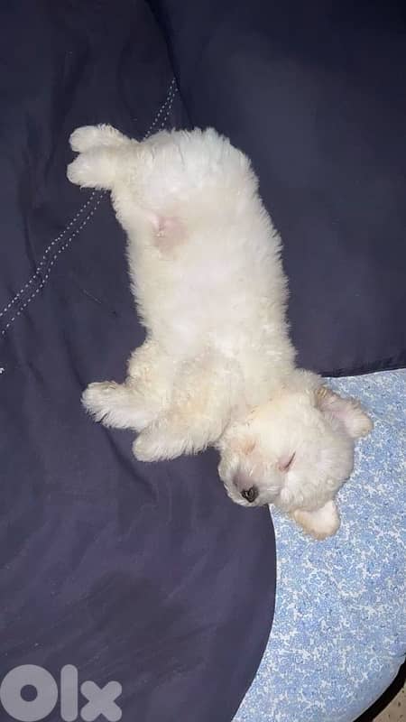 كلب صغير للبيع 0