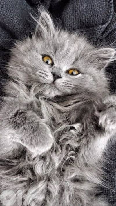 persian cute 70485808