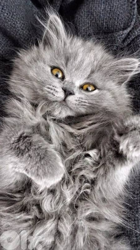 persian cute 70485808 0