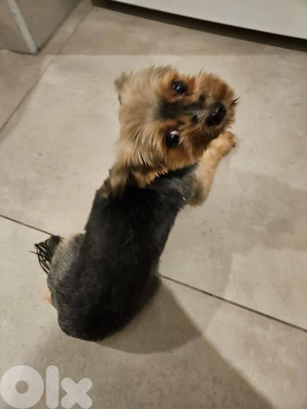 Dog adoption only for families 0