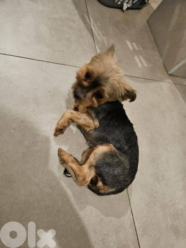 Dog adoption only for families 2