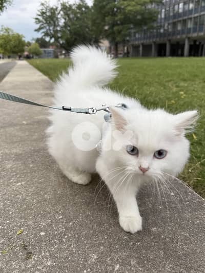 Turkish White Angora