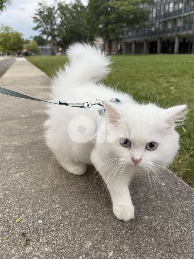 Turkish White Angora 0