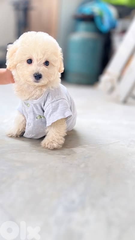 كلب صغير للبيع 1