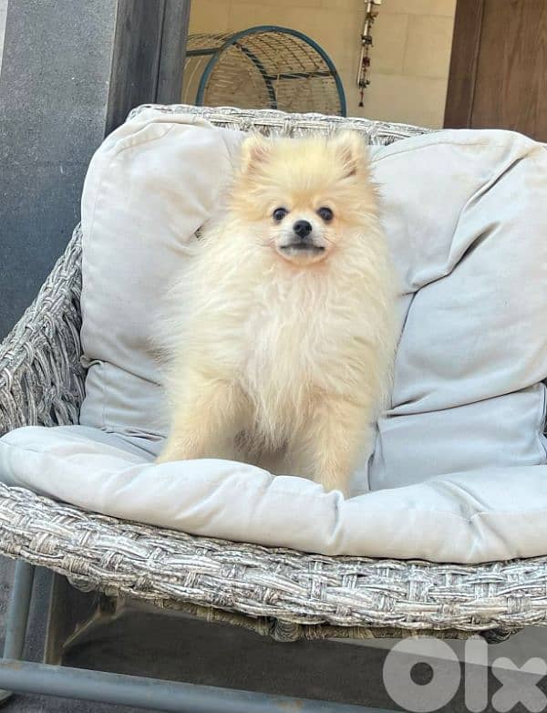 Pomeranian puppy 0