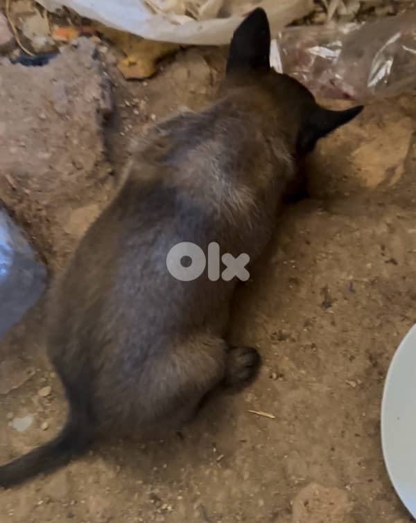 جراوي مالينوا للبيع ذكرين و ٤ اناتة 1