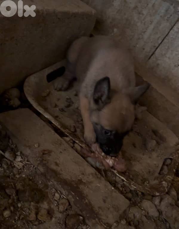 جراوي مالينوا للبيع ذكرين و ٤ اناتة 2