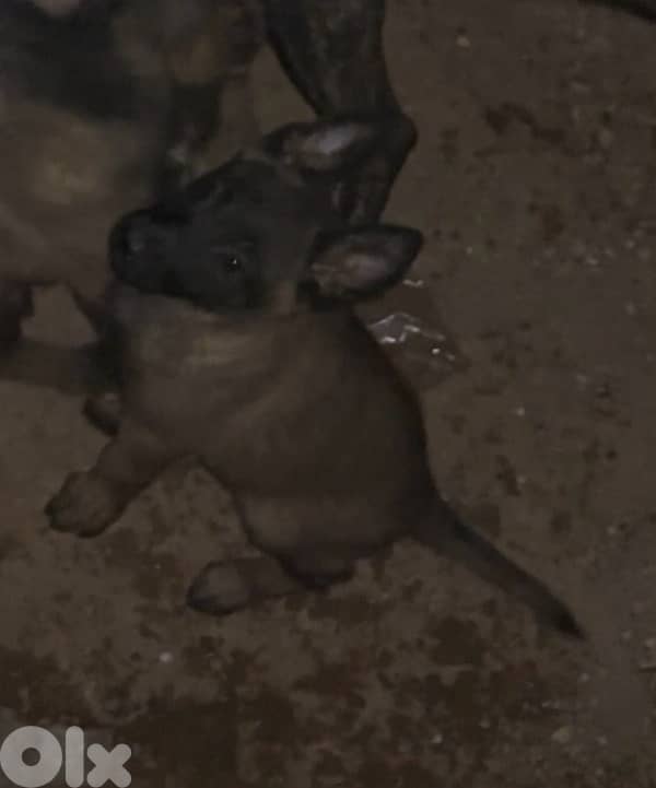 جراوي مالينوا للبيع ذكرين و ٤ اناتة 3