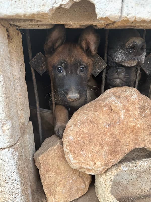 جراوي مالينوا للبيع ذكرين و ٤ اناتة 4