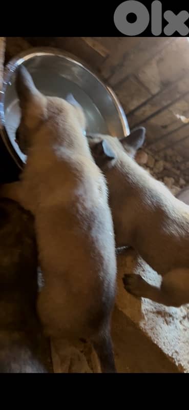 جراوي مالينوا للبيع ذكرين و ٤ اناتة 5