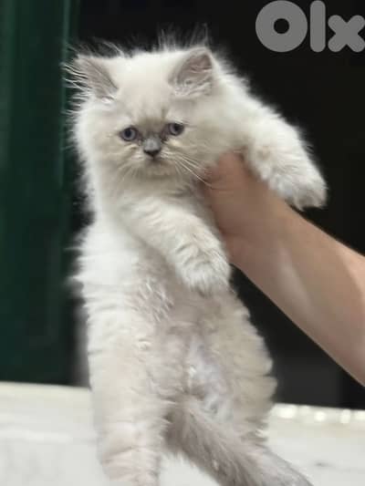 himalayan cat for sale