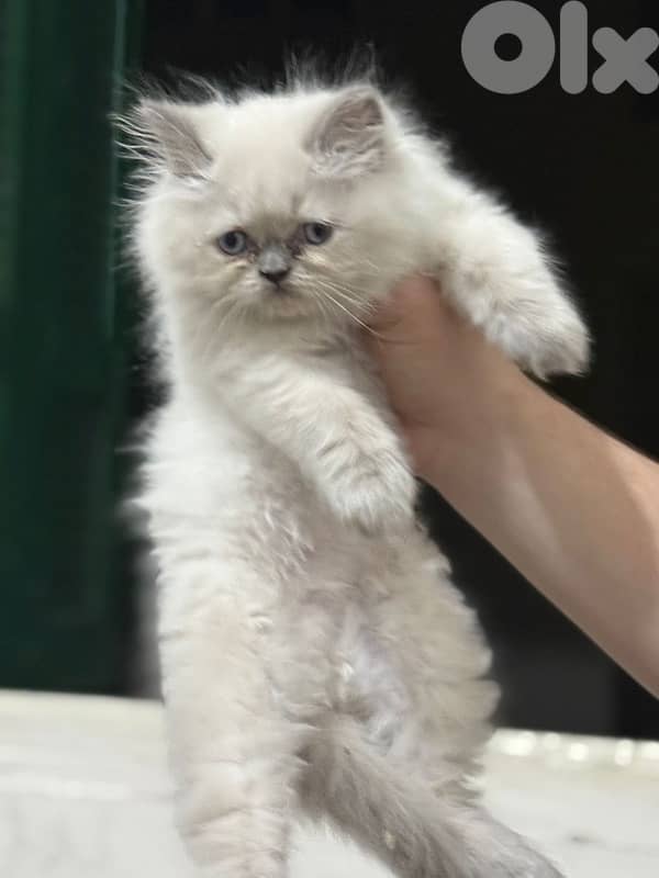 himalayan cat for sale 0