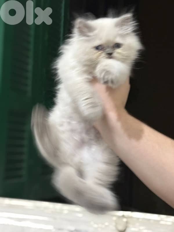 himalayan cat for sale 1