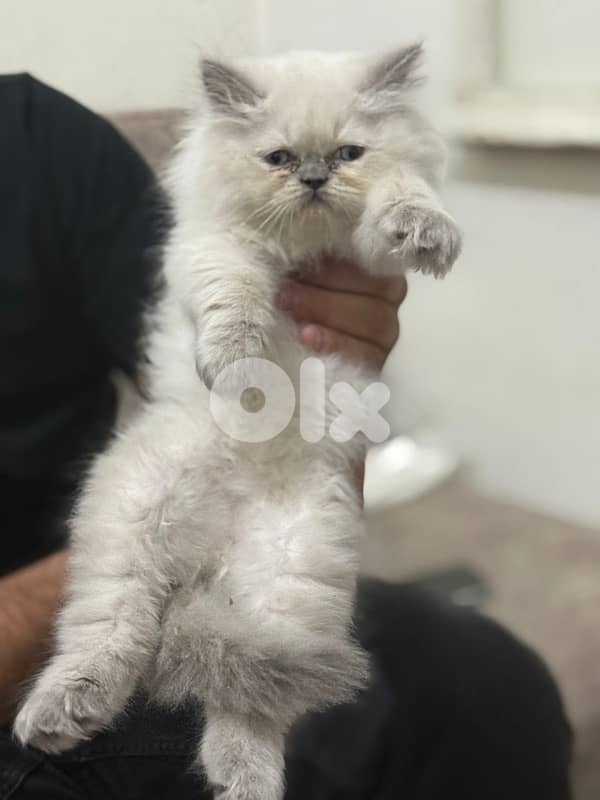 himalayan cat for sale 2