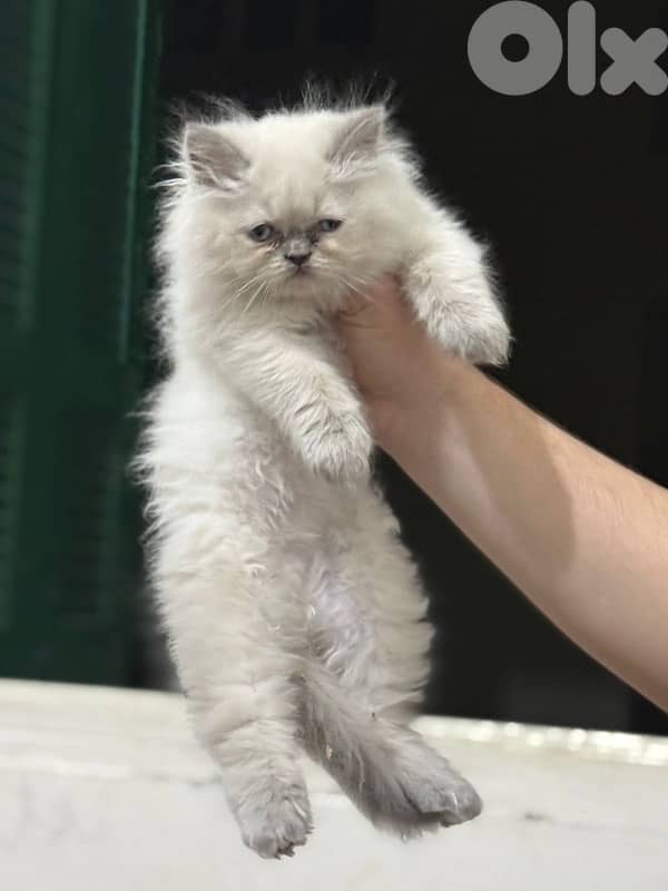 himalayan cat for sale 3