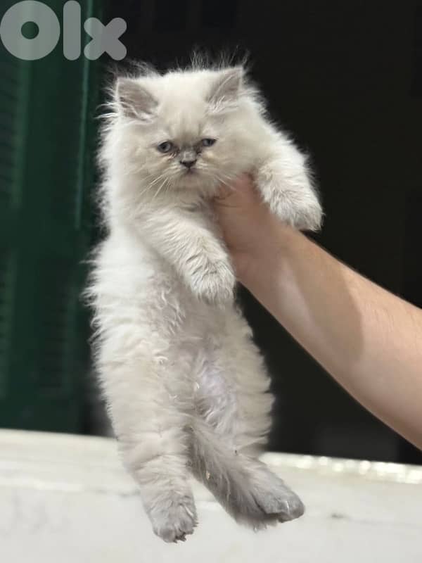 himalayan cat for sale 4