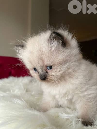 صور مفرق معركه