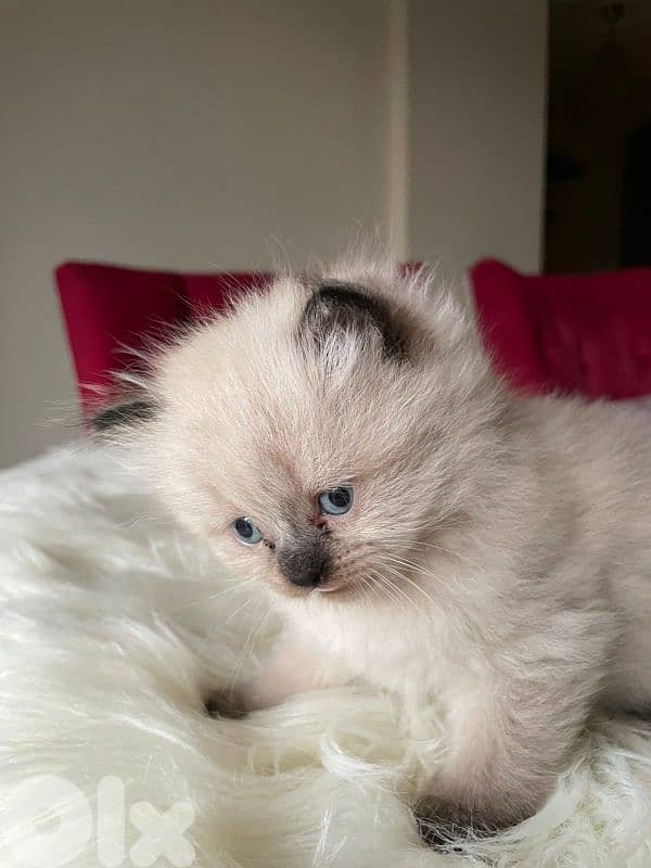 صور مفرق معركه 1