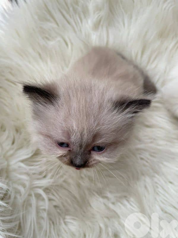 صور مفرق معركه 2