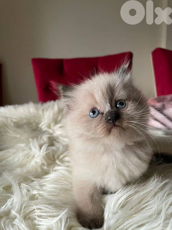 صور مفرق معركه 3