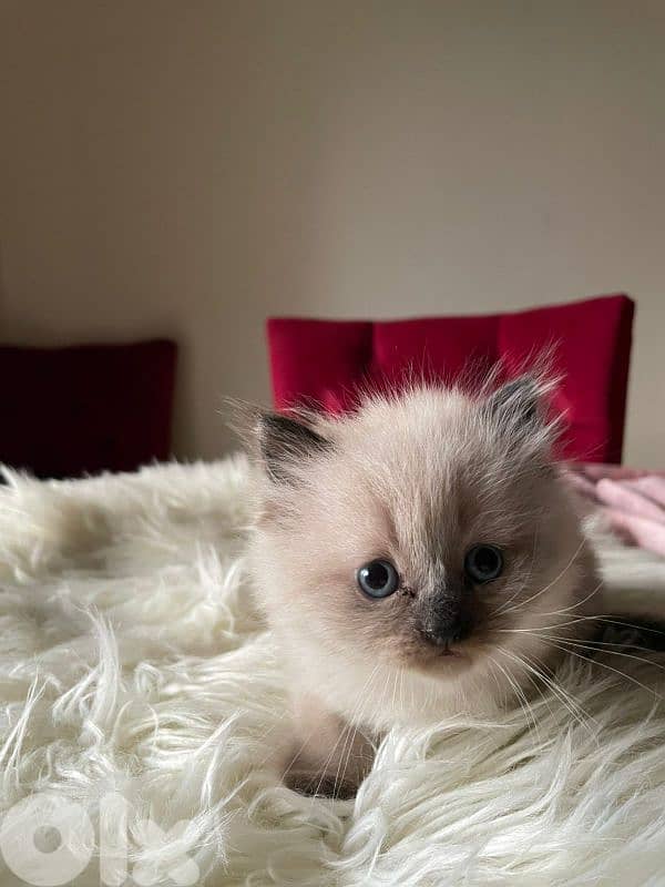 صور مفرق معركه 4