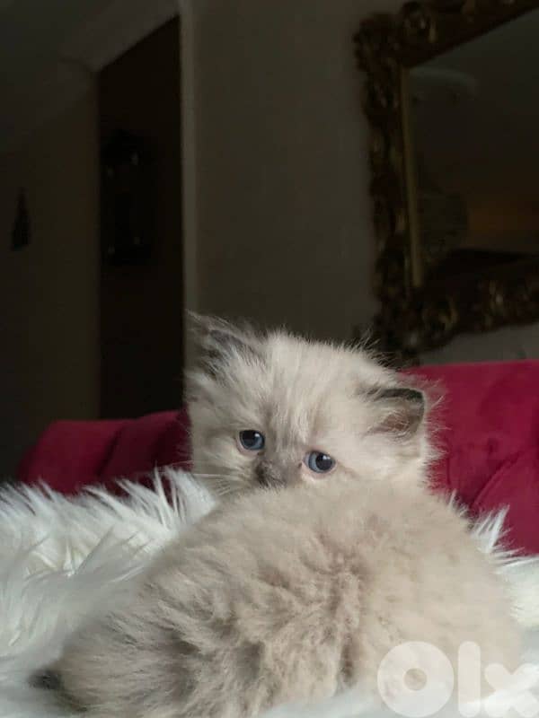 صور مفرق معركه 5