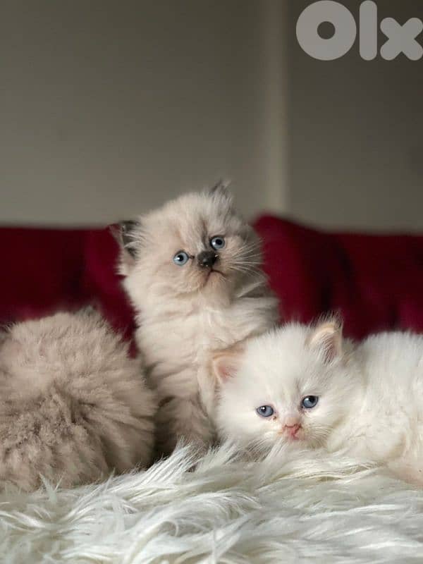 صور مفرق معركه 6