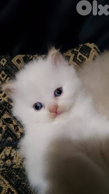 صور مفرق معركه 7