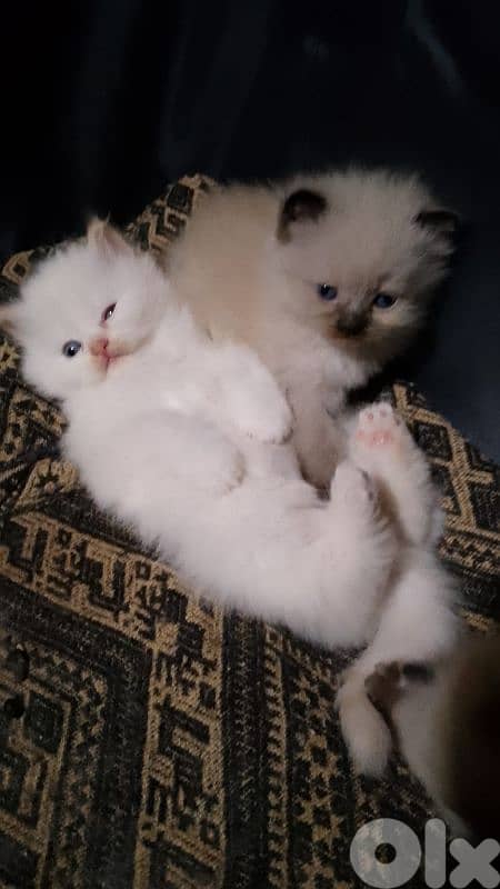 صور مفرق معركه 8