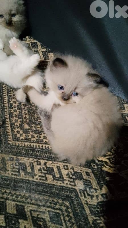 صور مفرق معركه 9