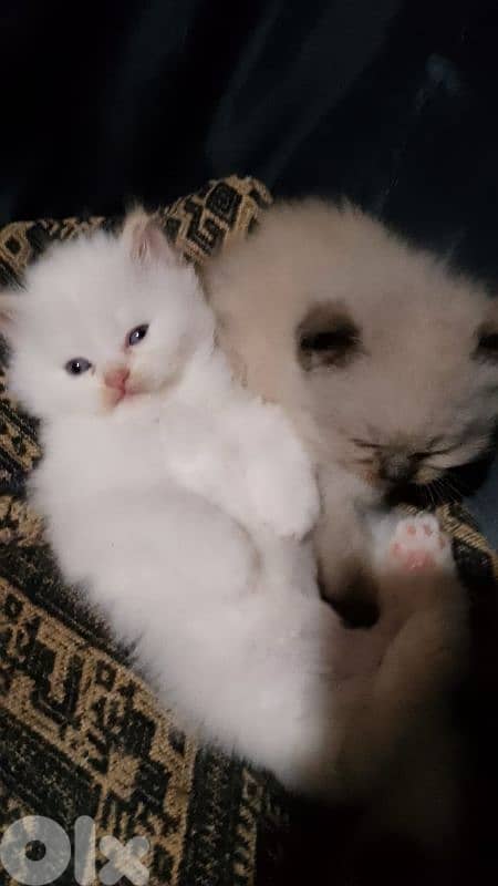 صور مفرق معركه 10