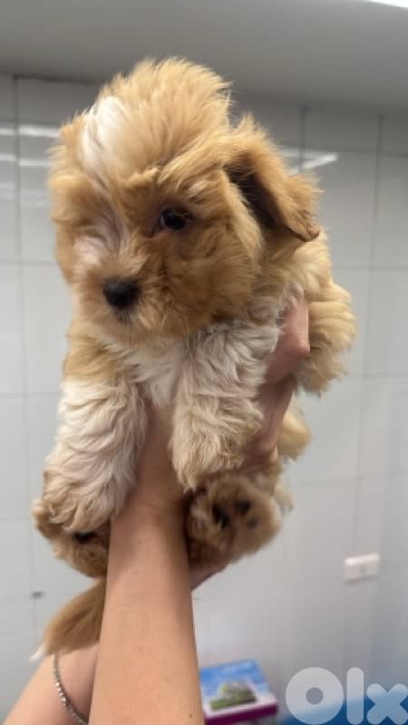 Maltipoo Dog/puppy matlese 0