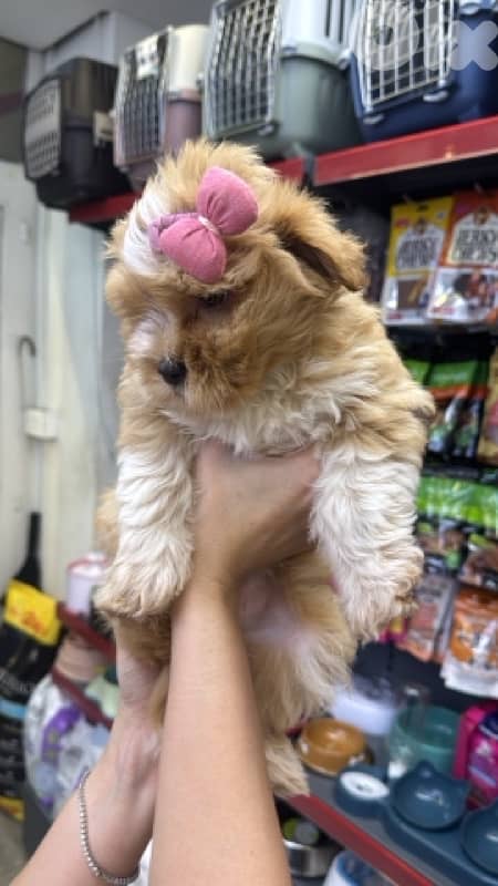 Maltipoo Dog/puppy matlese 1