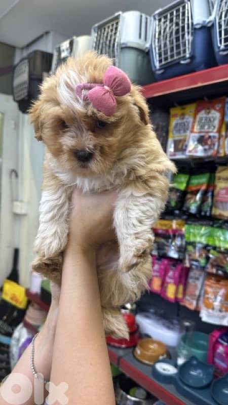 Maltipoo Dog/puppy matlese 2