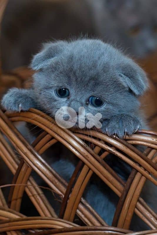 pure Scottishfold and British kittens HIGHT QUALITY 0