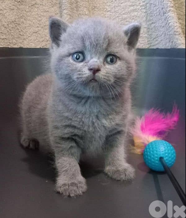 pure Scottishfold and British kittens HIGHT QUALITY 1