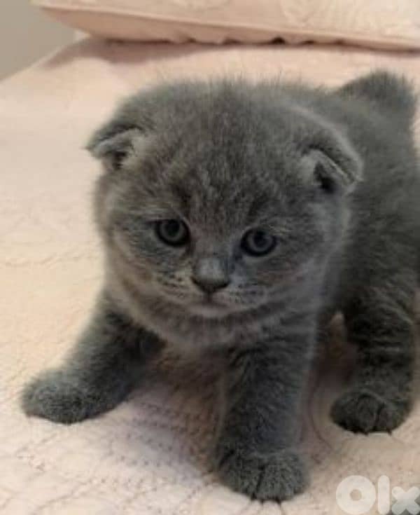 pure Scottishfold and British kittens HIGHT QUALITY 2