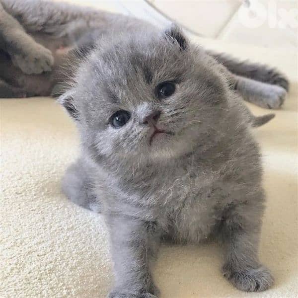 pure Scottishfold and British kittens HIGHT QUALITY 3