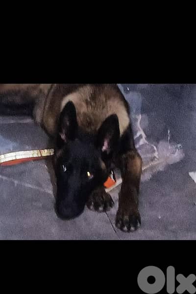 افضل جروب كلاب موجود جميع الانواع