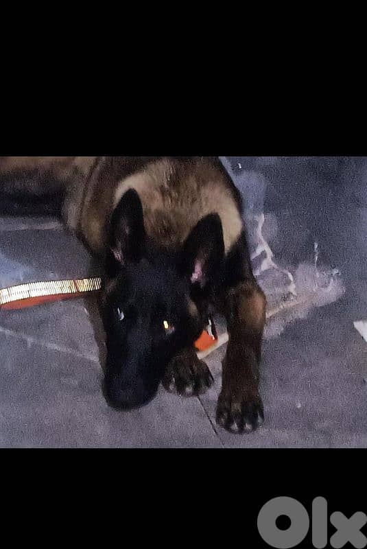 افضل جروب كلاب موجود جميع الانواع 1