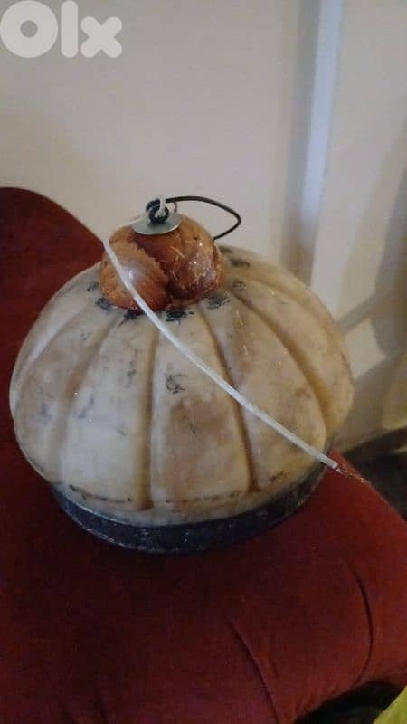 تريا عضم ماشيه تمام 0