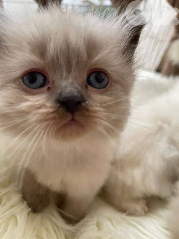 صور مفرق معركه 11