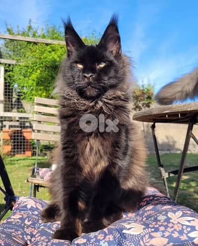 Giant Maine Coon imported pure breed kitten Delivery available Cat قطط