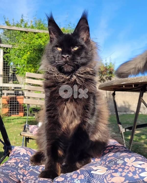 Giant Maine Coon imported pure breed kitten Delivery available Cat قطط 0